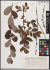 Foto von Salix aurita L. x Salix cinerea L.
